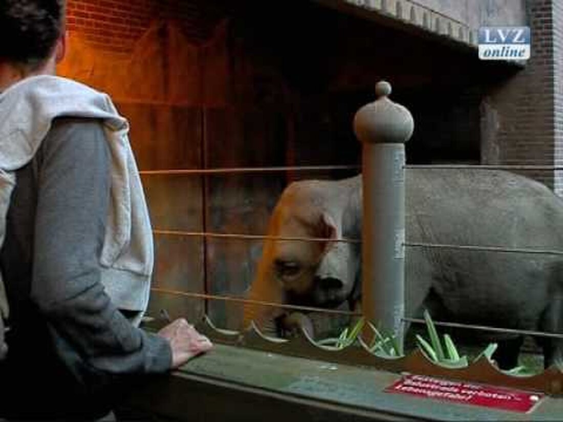 Weitere Neuigkeiten, mehr Videos: http://www.lvz-online.de Im Leipziger Zoo wird die Nacht zum Tag – mit nächtlichen Aktivitäten! Begleitet von den Klängen der Live-Bands können Zoobesucher die Tiere bis spät abends bestaunen. Ein unvergessliches Erlebnis für Gäste und Zootiere! . Youtube-Link