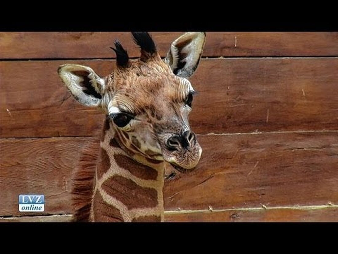 Leipzig, 24. Januar 2014: Im Leipziger Zoo gibt es wieder Nachkommen unter den Red Shield-Giraffen. In inniger Zweisamkeit erholen sich Mutter Gusti und ihr junges Tier von den Strapazen der Geburt. Der lange Hals wurde am 18. Januar 2014 geboren. Youtube-Link