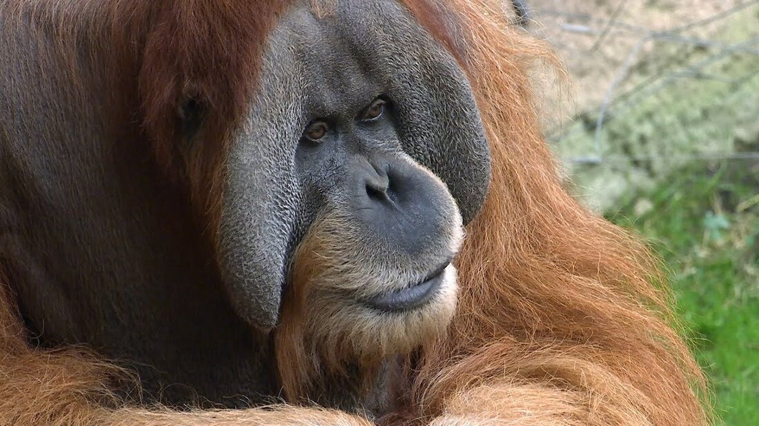 Orang-Utan Bimbo fühlt sich wie der unbestrittene Herrscher der Menschenaffen im Leipziger Zoo. Mit Daniel Geissler, Frank Schellhardts Nachfolger, hat er nun ein neues Gegenstück. Bimbo und Daniel sind noch nicht die besten Freunde …. Youtube-Link