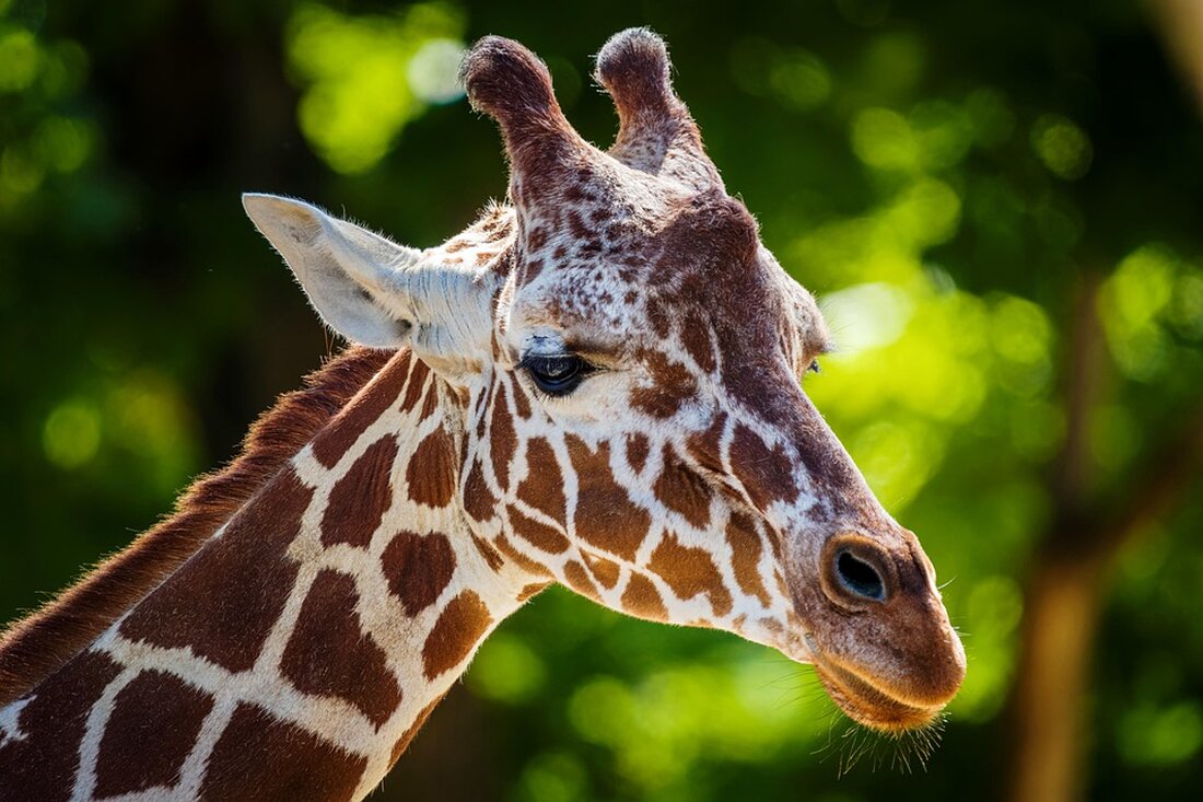 Im Tierpark Berlin gibt es erfreuliche Nachrichten: Giraffen-Dame Maude hat ein neues Kälbchen bekommen. Besuchen Sie die herzigen Neulinge!