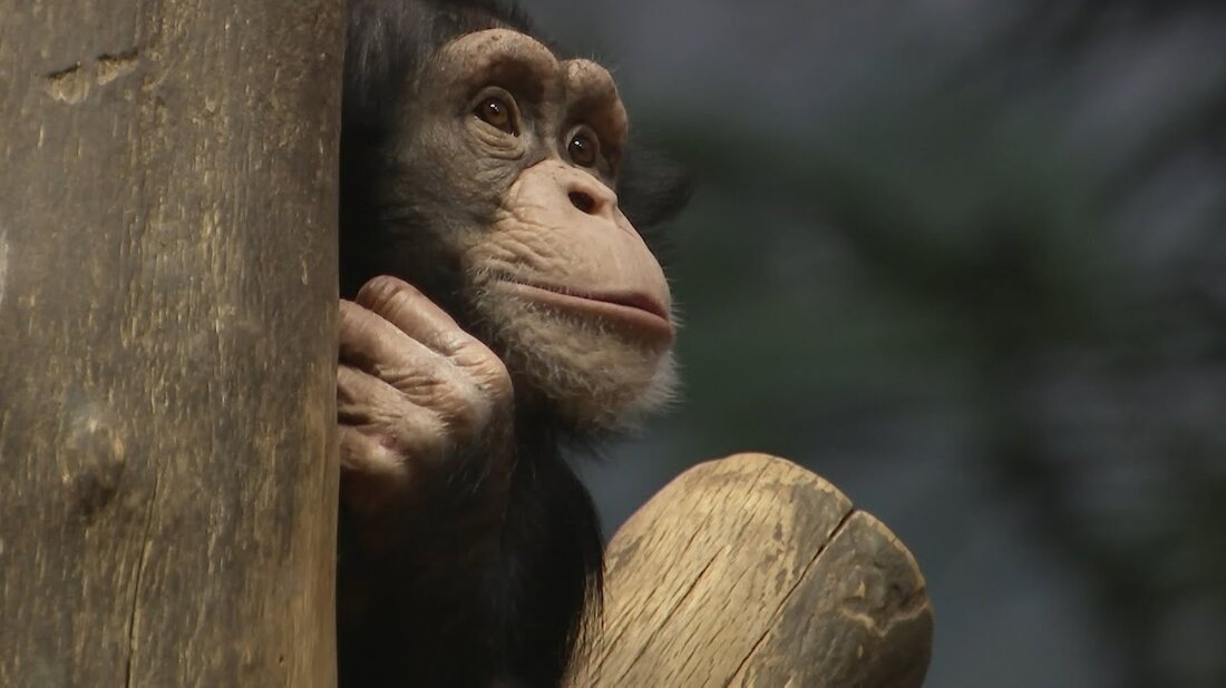 Changa ist der neue in Pongoland. Der junge Schimpanse kam vom Zoologisk Have in Kopenhagen in den Leipziger Zoo. Schritt für Schritt wollen Daniel Geissler und seine Kollegen sie an alles Neue gewöhnen. https://www.mdr.de/elefanttigerundco/index.html https://www.facebook.com/elefanttigerundco/. Youtube-Link