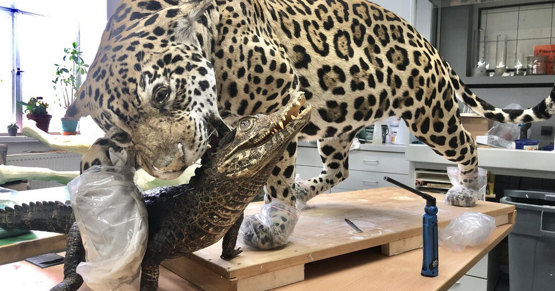Für das Neue Naturkundemuseum auf dem Wilhelm-Leuschner-Platz in Leipzig entstehen derzeit die ersten neu angefertigten Tierpräparate, genauer gesagt Dermoplastiken. Diese neuen Exponate, ein Jaguar und ein Kaiman, werden Teil der zukünftig weltgrößten Tierskulptur mit über 50 Großpräparaten sein. Die Präparatoren des Naturkundemuseums arbeiten mit großer Hingabe und Präzision an den Werken, um sie für die zukünftigen Besucher zum Leben zu erwecken. Die Tierskulptur wird eine beeindruckende Räuber-Beute-Szene inszenieren, bei der der Jaguar den Kaiman fängt. Die Idee für die imposante Tierskulptur entstand in Anlehnung an den berühmten Dermoplastiker Herman Heinrich ter Meer, einem Wegbereiter der modernen Tierpräparation. Das Naturkundemuseum beherbergt …