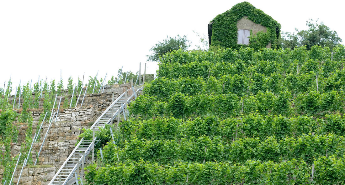 Das Weinbauportal Baden-Württemberg erleichtert Winzern den Zugang zu Verwaltungsleistungen und modernisiert die Kommunikation zwischen der Weinbranche und der Verwaltung. Mit diesem Online-Portal setzt das Land einen weiteren Schritt in der Digitalisierung der Landwirtschaftsverwaltung. Weinerzeuger können nun verschiedene Verwaltungsaufgaben einfach und bequem online erledigen, wie beispielsweise die Meldung von Weinbeständen, Weinernten und Weinzeugungen. Diese Neuerung bringt zahlreiche Vorteile mit sich und verbessert die Arbeitsabläufe in der Weinbranche. Am 31. Oktober 2023 äußerte sich der Minister für Ernährung, Ländlichen Raum und Verbraucherschutz, Peter Hauk, positiv zu diesem Meilenstein im Digitalisierungsprozess. Er erklärte, dass das Weinbauportal Baden-Württemberg den Zugang zu Verwaltungsleistungen erleichtert und …