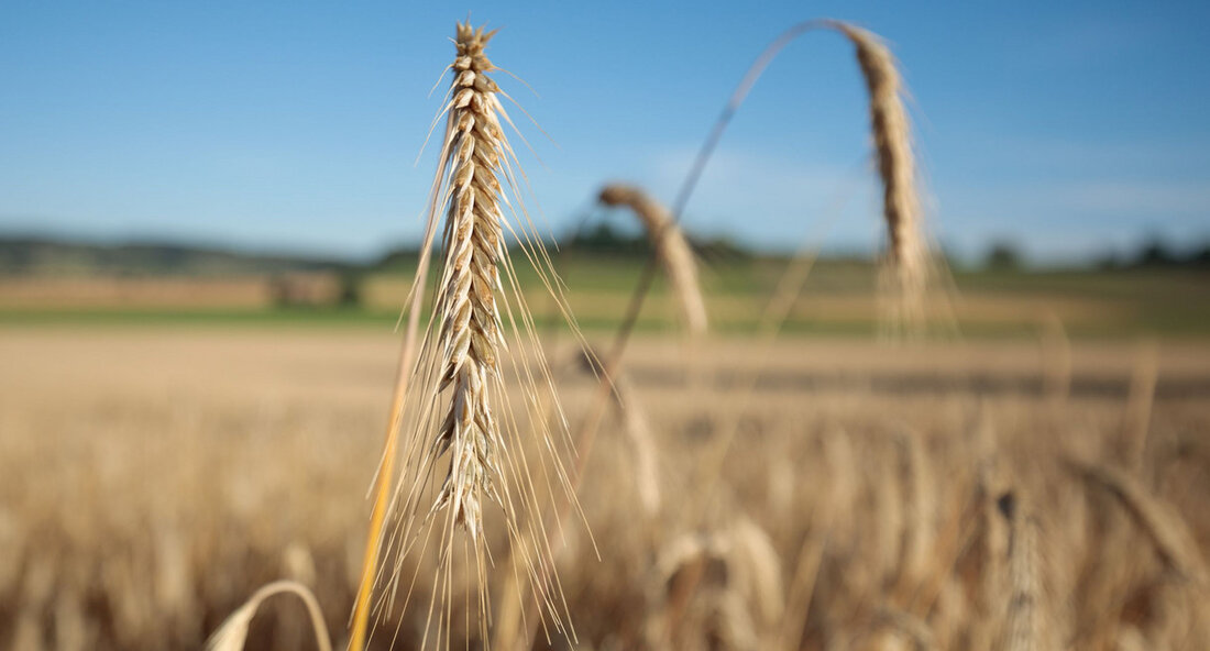 Bei der amtlichen Untersuchung der heimischen Ernte auf gentechnisch veränderte Organismen zieht das Land auch für das Jahr 2022 wieder eine positive Bilanz. Nur in zwei von 103 Proben wurden in geringen Mengen gentechnisch veränderte Organismen nachgewiesen. „In Baden-Württemberg wird jährlich Saat- und Erntegut auf gentechnische Veränderungen beprobt. Auch für 2022 kann eine positive Bilanz gezogen werden. Lediglich in zwei, von insgesamt 103 Proben, konnten gentechnisch veränderte Organismen (GVO) in geringen Mengen nachgewiesen werden. Das freut nicht nur mich, sondern vor allem auch die Verbraucherinnen und Verbraucher. Es zeigt zudem, dass unsere Maßnahmen wirken, aber auch weiterhin wichtig sind und …