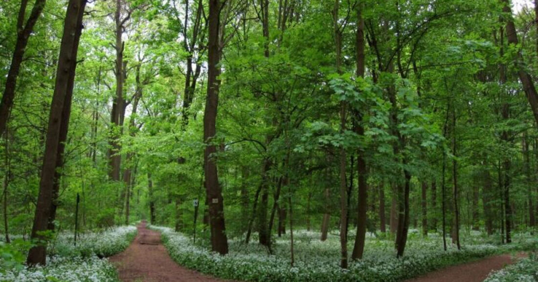 Online-Informationsabend zum Stadtförster Biotopbaum- und Totholzkonzept der Stadt Leipzig Stadtförster Andreas Sickert stellt das Biotopbaum- und Totholzkonzept der Stadt Leipzig auf dem nächsten Online-Informationsabend am 14. September 2022 im Projekt Lebendige Luppe vor. Das Biotopbaum- und Totholzkonzept wurde in Zusammenarbeit mit vielen Kooperationspartnern erarbeitet und im März 2021 als Bestandteil des jährlichen Fortwirtschaftsplans für das Jahr 2021 vom Leipziger Stadtrat beschlossen. Mit den im Forstwirtschaftsplan aufgestellten Bewirtschaftungsgrundsätzen unterstützt die Stadt Leipzig das Ökosystem Auwald, sich an veränderte Klimabedingungen anzupassen, und erhöht gleichzeitig auch den Erholungs- und Erlebniswert. Auf den städtischen Waldflächen im Leipziger Auwald (rund 1.200 Hektar von rund 2.100 &hellip;