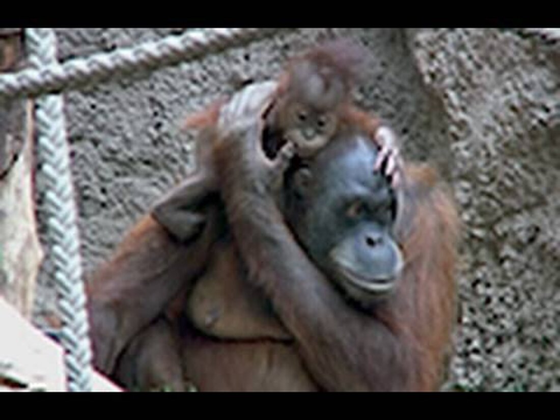 Ein kleines Orang-Utan-Baby spielt und klettert um seine Mutter herum und macht dabei lustige Gesichter. Sie können sehen, wie Geduld ist! . Youtube-Link