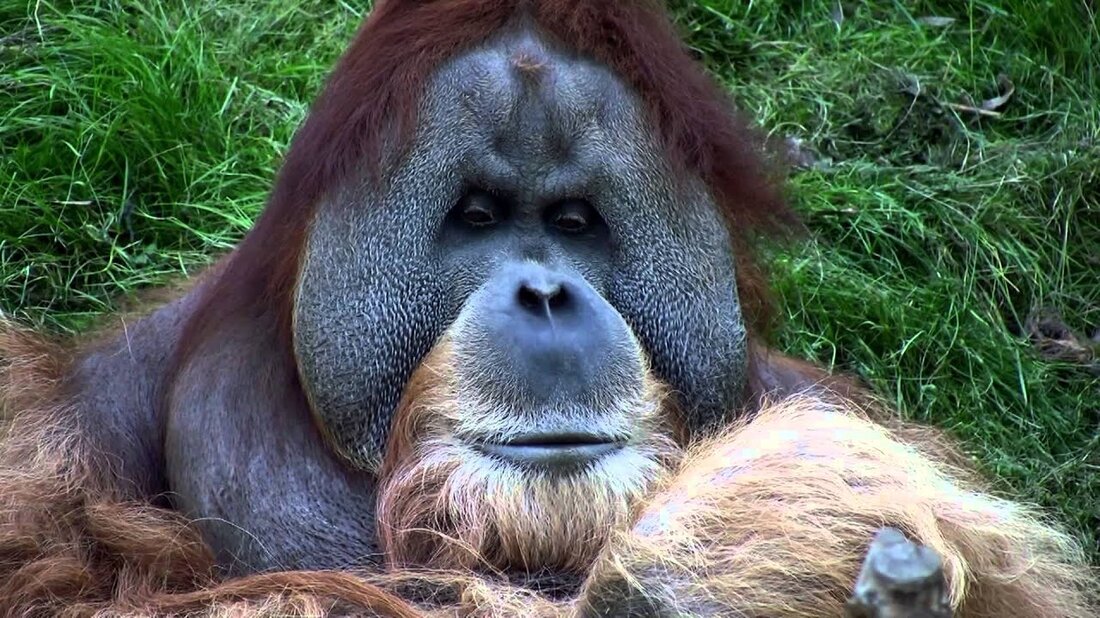 Orang-Utans – Bimbo der Boss – Autorität seines Clans Zoo Leipzig 2012 Menschenaffen – Orang-Utans – Verhalten im Clan – Pongoland – Zoo Leipzig 2012 Bimbo gibt vor, ein Orang-Utan zu sein. In Wirklichkeit ist er ein Verhaltensforscher, der die Zoobesucher tagelang, wochenlang, monatelang, jahrelang mit seinen klugen Augen beobachtet und dabei seine eigenen Studien durchführt. Mein Freund Bimbo mit seiner mächtigen Figur ist auch Leipzigs ungekrönter König und gilt als unbestrittene Autorität in seinem Clan. Wenn Bimbo seine zerknitterte Geschenkpapiertüte aufsetzt, kann die Welt ihn lieben. Aber hin und wieder guckt er von unten heraus, weil er vorsichtshalber seine …