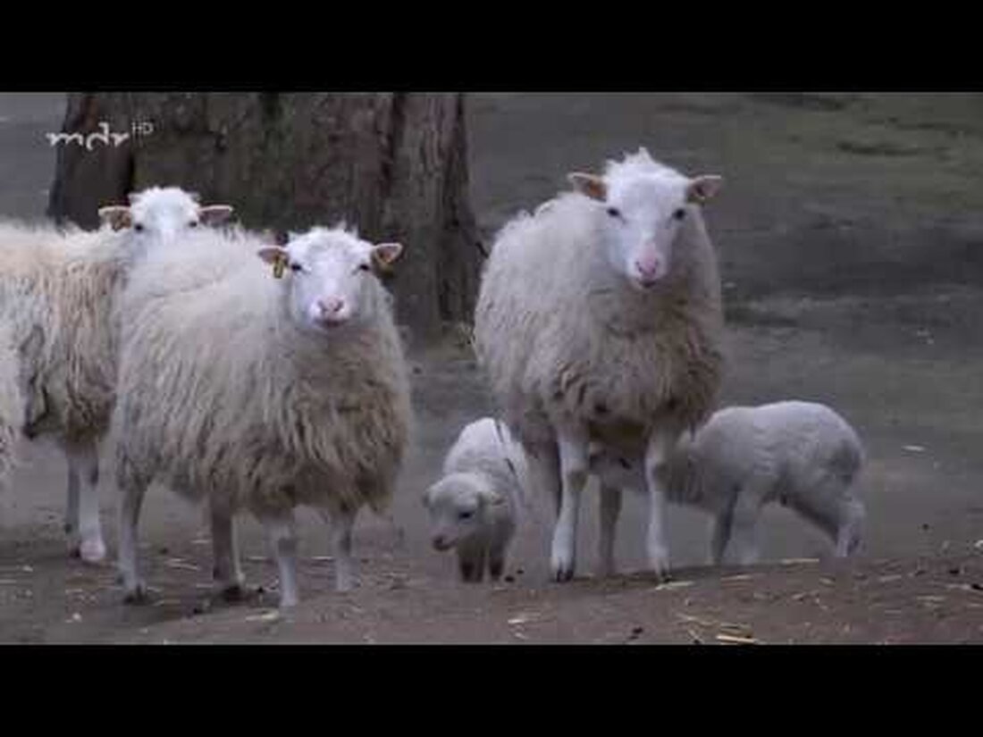 Jedes Jahr bringen die Skudden ein paar Osterlämmer in den Leipziger Zoo. Während die Lämmer früher auf dem Tisch landeten, haben die Nachkommen der gefährdeten Haustierrasse heute nichts zu befürchten … https://www.facebook.com/elefanttigerundco/ https://www.mdr.de/elefanttigerundco/ index.html. Youtube-Link