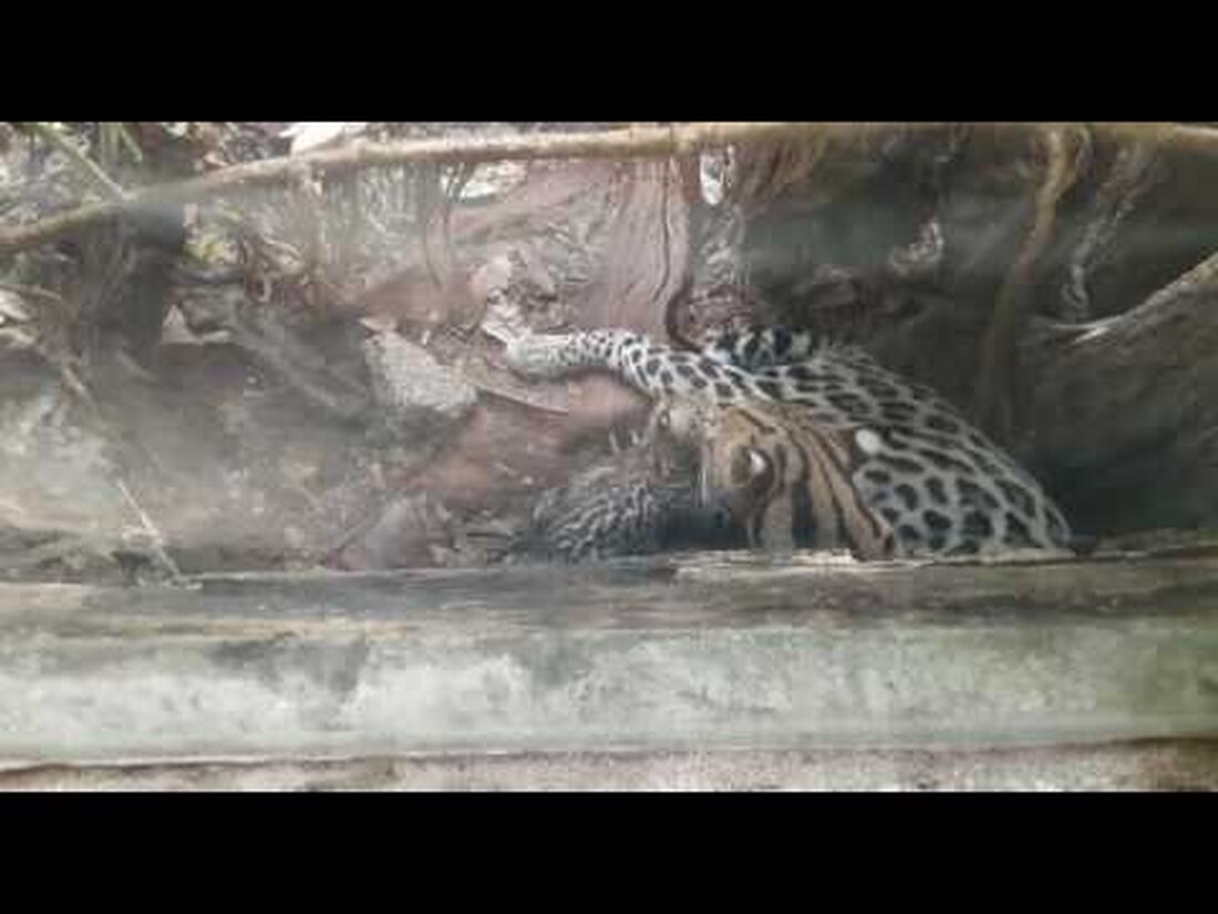 Die Ozelotkatze Daphne hat zum dritten Mal Nachkommen. Die kleine Katze zeigt sich den Besuchern im Gondwanaland. . Youtube-Link