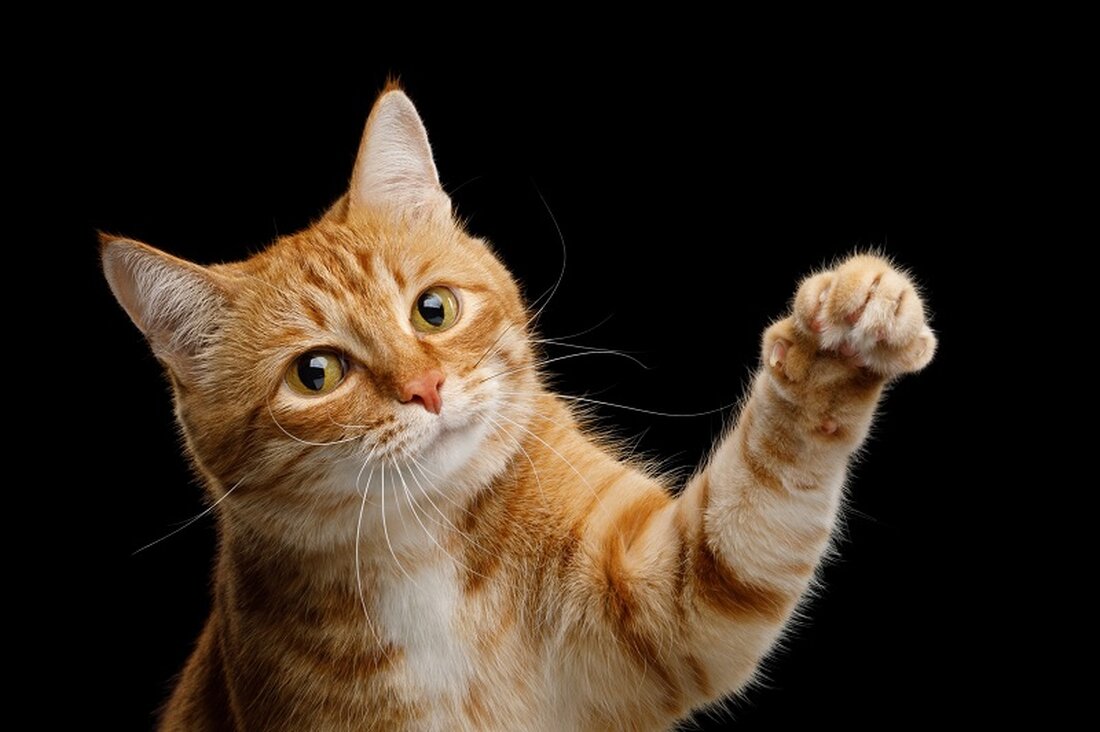 Zum Zeitpunkt der Drucklegung war der PAW-Token um 10,90 % gefallen. Das PawSwap-Team hat gestern sein PAW Staking Mainnet gestartet. Bisher wurden etwa 200 Billionen PAW-Token im Mainnet gestaket. Entgegen vieler Erwartungen ist die PAWSWAP (PAW) Der Preis ist gesunken, nachdem etwa 200 Billionen PAW-Token auf dem PAW Staking Mainnet gestaket wurden, das am 30. April 2023 gestartet wurde. Interessanterweise hat es weniger als 24 Stunden gedauert, bis so viele PAW-Token gestaket wurden. Normalerweise würde eine so starke Reduzierung des Token-Angebots zu einem erheblichen Preisanstieg führen, aber das war bei PAWSWAP nicht der Fall, dessen Preis zum Zeitpunkt der Drucklegung …