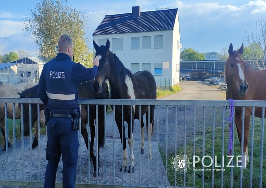 Polizei sicherte vier freilaufende Pferde in Zweibrücken, die während eines unerlaubten Osterausflugs auf Entdeckungsreise waren.