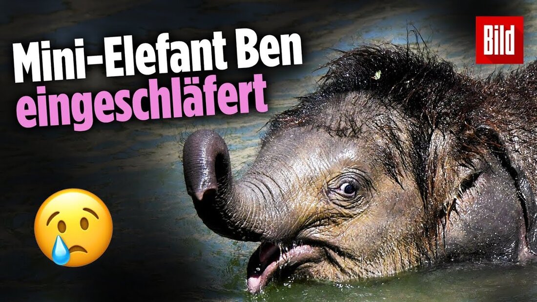 Seine Mutter war überwältigt und der kleine Ben musste sich sogar einer Operation wegen eines Nabelbruchs unterziehen. Im September trank das Elefantenbaby plötzlich zu wenig. 🔴 Abonniere jetzt unseren Kanal und aktiviere die Glocke! • YouTube: http://on.bild.de/bild_abo • Impressum: on.bild.de/impressum. Youtube-Link