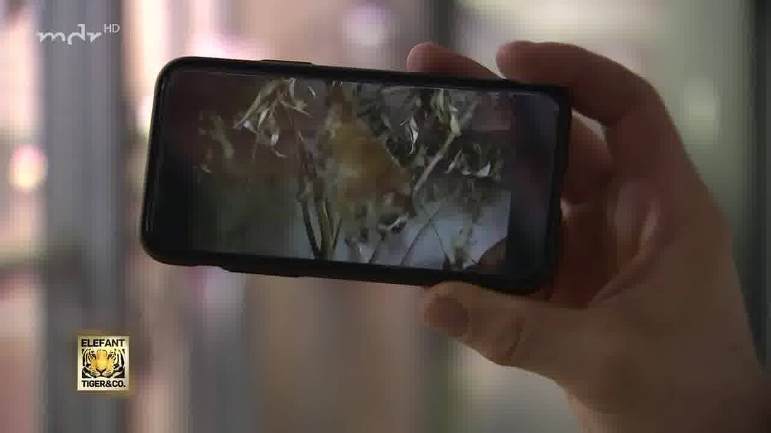 Nach über vier Jahren sind die Slow Loris im Zoo Leipzig endlich wieder Nachwuchs. Kurator Ariel Jaken konnte Mutter Sue und ihre beiden Jungtiere noch nicht anschauen, denn die drei sitzen in ihrer meist dunklen „Höhle“ und wollen nicht gestört werden. Anton Barske kümmert sich um die kleine Familie und wagt sich mit einer Kamera ins Dunkel – und kommt mit süßen Bildern zurück… https://www.facebook.com/elefanttigerundco https://www.mdr.de/elefanttigerundco /index.html. Youtube-Link