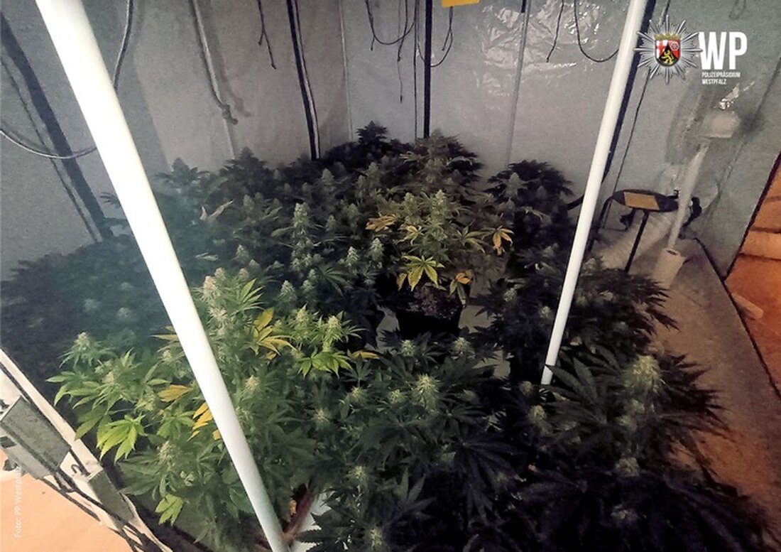 Polizei Westpfalz durchsucht Räume eines 26-Jährigen und entdeckt 19 Cannabispflanzen. Ermittlungen laufen wegen Drogenanbau.