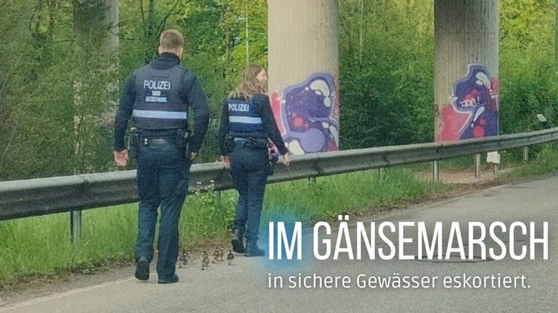 Polizeiinspektion Zweibrücken eskortiert eine Gänse-Familie auf der L471, hilft verletztem Küken in Tierklinik.