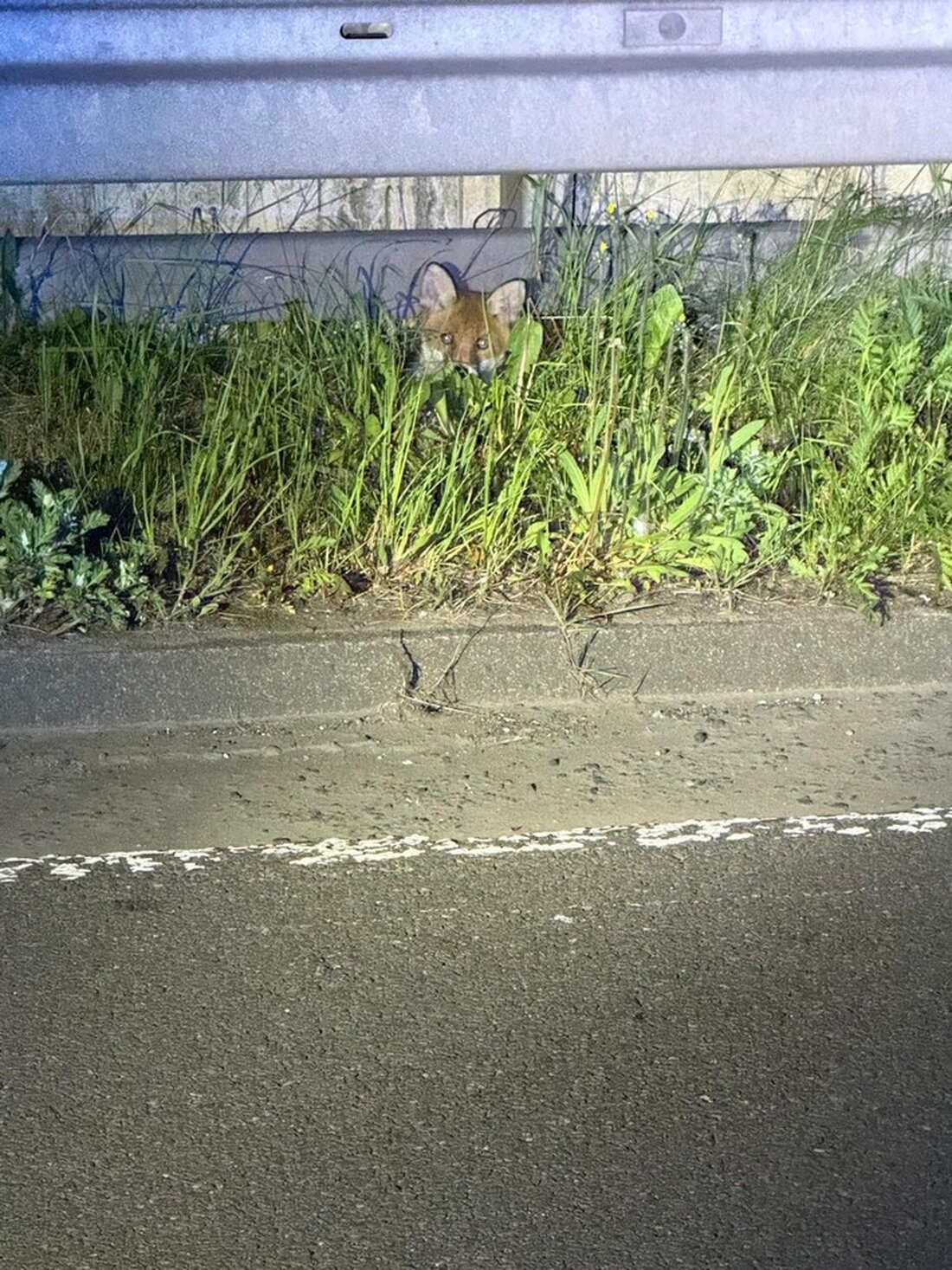Polizei Siegen-Wittgenstein rettet Fuchswelpen von der Hüttentalstraße. Unglaubliche Aktion der Beamten am frühen Morgen.