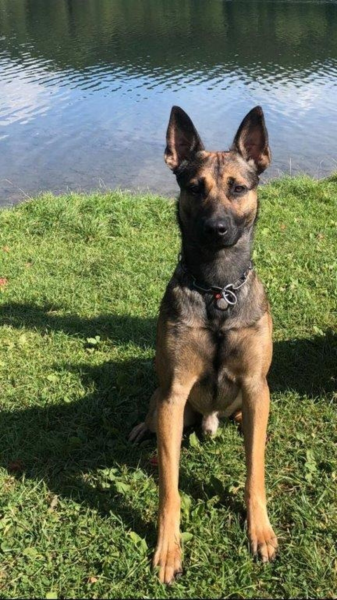 Polizeihund "Woodstock" spürt in Köln einen Einbrecher auf. Der 47-Jährige wird nun dem Haftrichter vorgeführt.