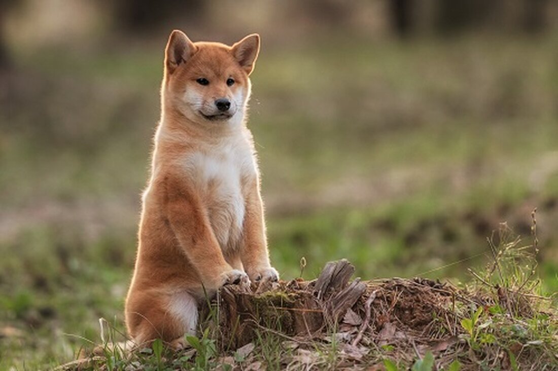 Der Rückgang von Bitcoin unter 30.000 $ und der anschließende erneute Test des Widerstands über 29.000 $ heben die Top-Coin-Aussichten der vergangenen Woche hervor. Der Preis von Shiba Inu (SHIB) liegt unter seinen 50 und 200 MA, aber Analysten sind angesichts der allgemeinen Stimmung und des Netzwerkwachstums optimistisch in Bezug auf SHIB. Der Preis von Aptos (APT) hat ein massives Bullenflaggenmuster gebildet, das dazu führen könnte, dass APT im Jahr 2023 auf neue Höchststände explodiert. Der Kryptowährungsmarkt ist weiterhin von erheblicher Volatilität geprägt Preise verschiedener Token schwanken in der Nähe von Schlüsselniveaus. Bitcoin (BTC) Der Preis fiel in der vergangenen …