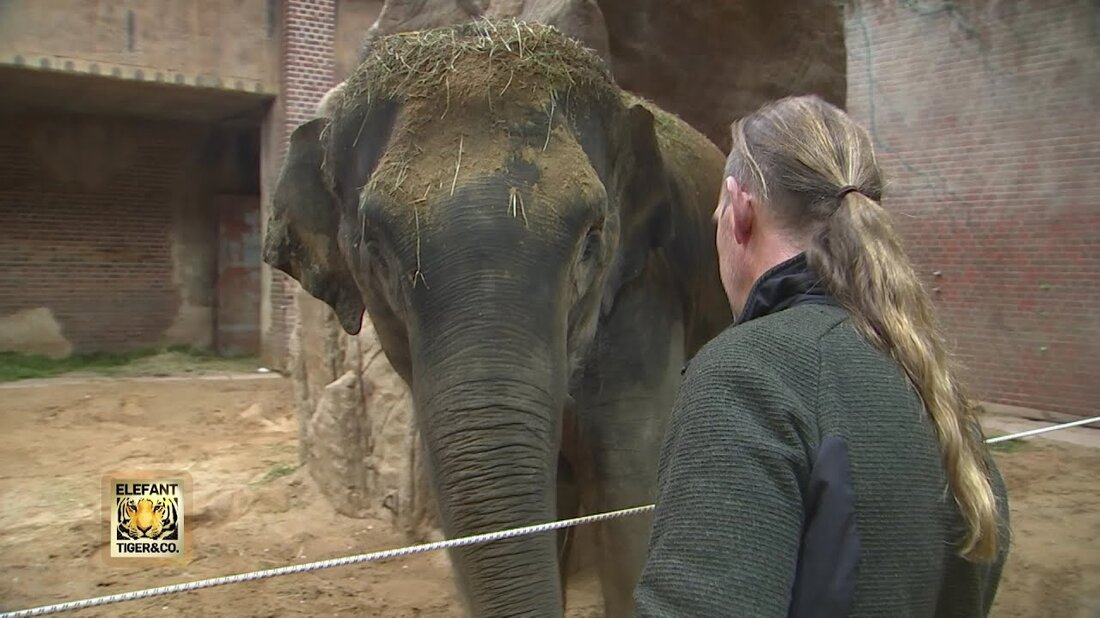 Im Elefantenhaus des Zoo Leipzig konzentrieren sich alle auf Ranis bevorstehende Geburt. Bisher verlief ihre Trächtigkeit komplikationslos und bald könnte Rani ihren ersten Welpen zur Welt bringen. https://www.facebook.com/elefanttigerundco/ https://www.mdr.de/elefanttigerundco/index.html . Youtube-Link
