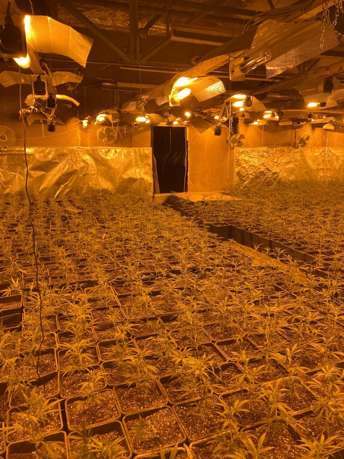 LKA NRW führt Durchsuchungen durch und festnimmt Verdächtige im Zusammenhang mit organisiertem Drogenhandel. Über 6.000 Cannabispflanzen sichergestellt.