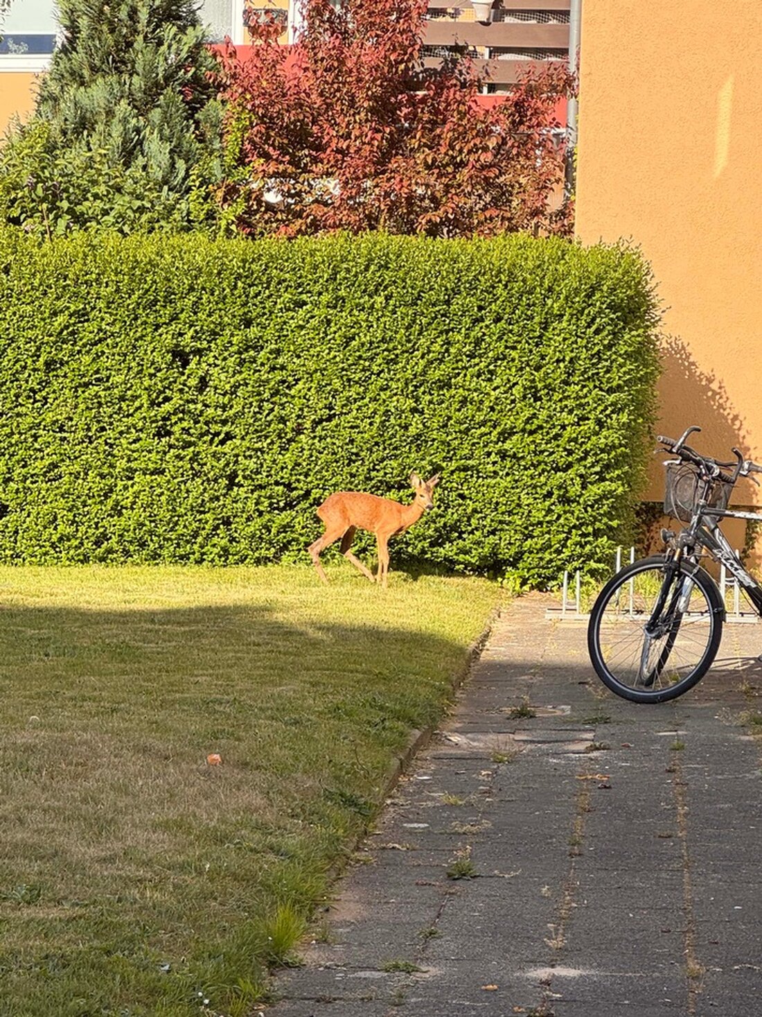 Polizei Bremerhaven befreite ein Reh aus einem Hinterhof in Lehe, nachdem Anwohner die Behörden informierten.