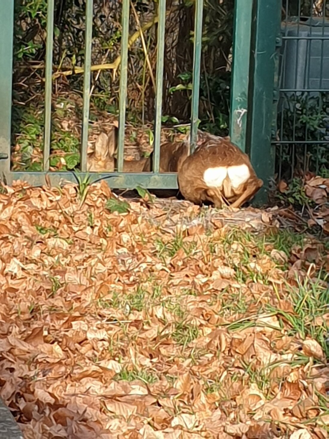 Die Feuerwehr Bochum rettete ein in einem Gartenzaun gefangenes Reh in Linden am Samstag, unterstützt von einem Jagdpächter.