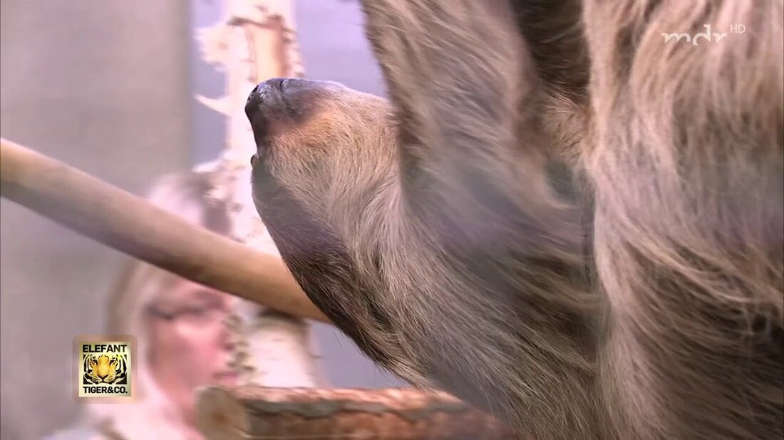 Elfriede, ein junges Mädchen, ist der Neuzugang bei den Faultieren im Zoo Leipzig. Sie soll die neue Ära einläuten und mit Sid, dem verbliebenen Mann, eine Familie gründen. Das funktioniert aber nur, wenn die Chemie stimmt. . Youtube-Link