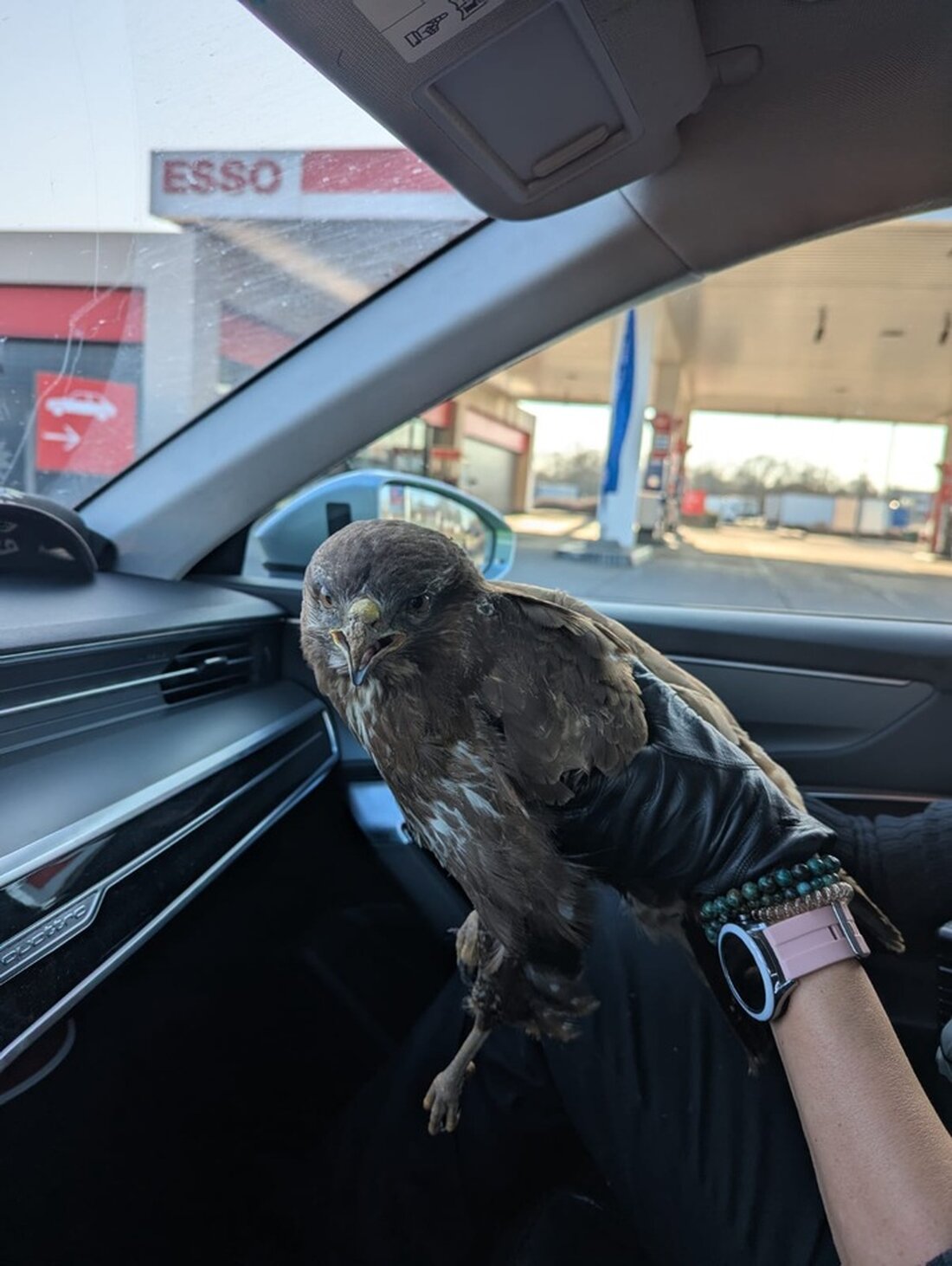 Auf der A4 bei Ronneburg wurde ein verletzter Bussard gesichtet. Die Autobahnpolizei rettete das Tier und klärt dessen Zukunft.