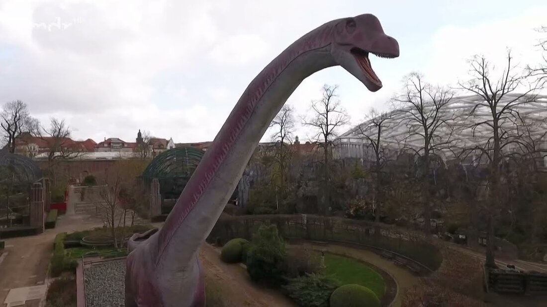 Der Leipziger Zoo wird zum &#8222;Zoorassic Park&#8220;. Im Zoo sollte das Spektakel auf Bildung treffen. Im Gegenzug bevölkern zwanzig gigantische Schaumdinosaurier den Zoo &#8211; und dieser ist der größte &#8230; mdr.de/s/etc924. Youtube-Link