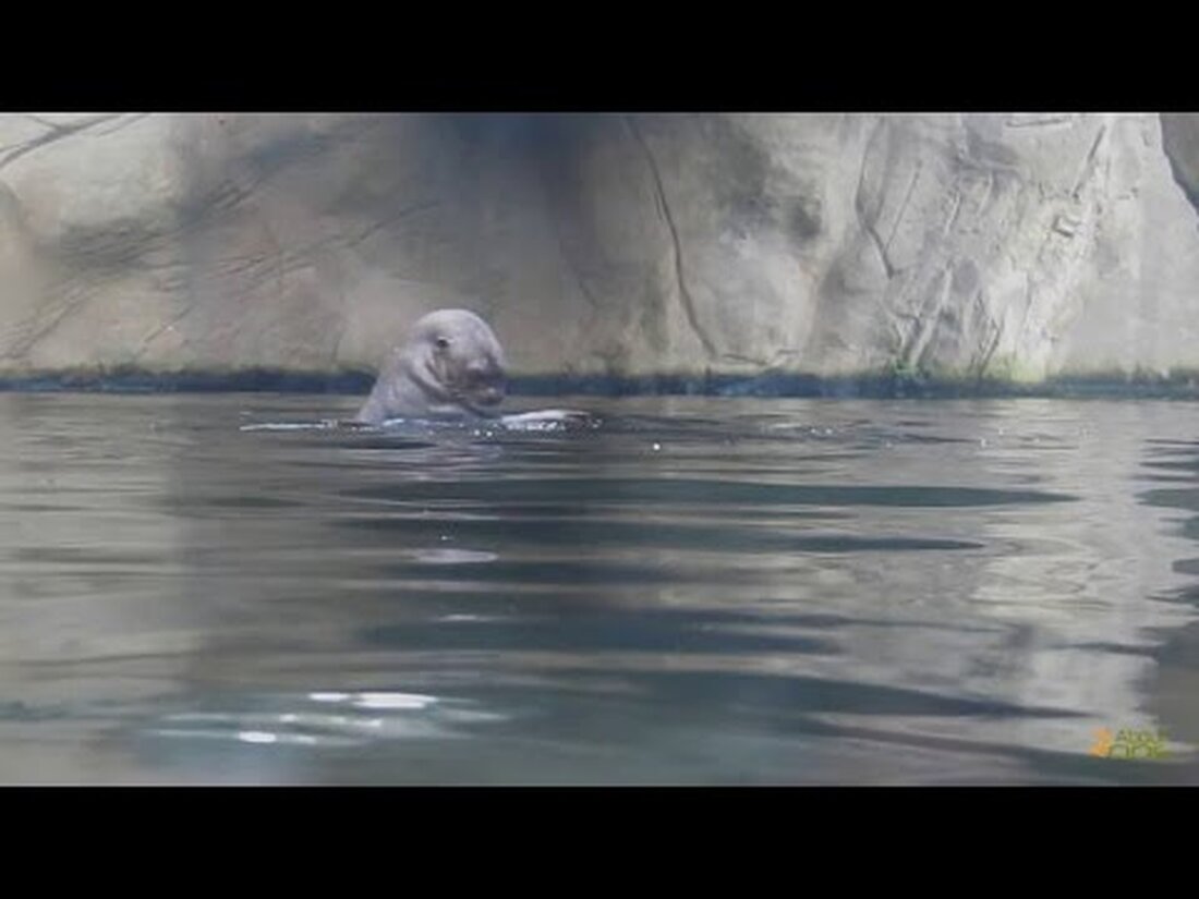 Der Leipziger Zoo war der erste europäische Zoo, in dem 1882 Riesenotter (Pteronura brasiliensis) ausgestellt wurden. Derzeit verfügen die Riesenotter im Gondwanaland des Leipziger Zoos über einen großen Pool. Die Ufer ähneln dschungelartigen Flussufern, und es ist eine Freude zu sehen, wie die Otter miteinander und mit dem unvermeidlichen Kieselstein spielen. . Youtube-Link