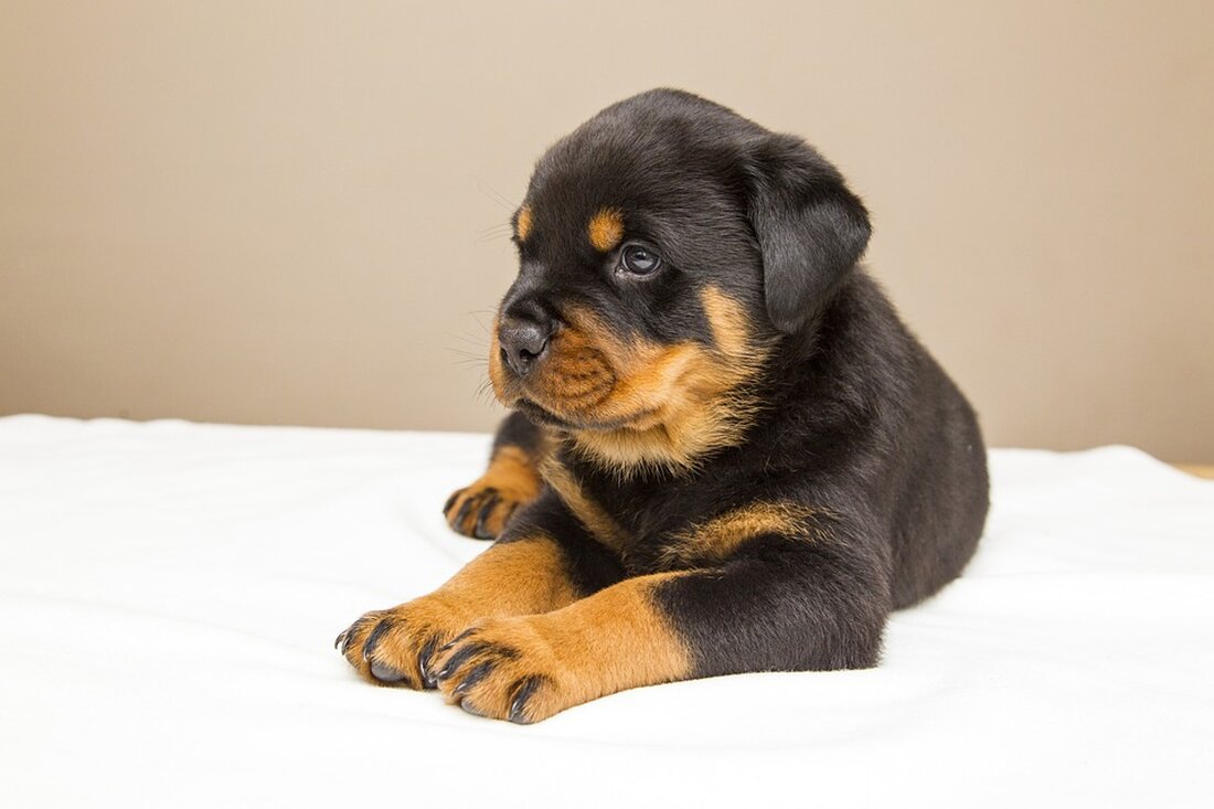 Der Rottweiler Towerrun am TK Elevator Testturm begeistert mit 1.250 Teilnehmern aus 18 Nationen. Wettkampf im Treppenlauf!