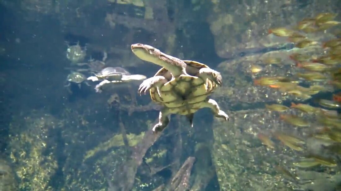 Schildkröten sind faszinierende Kreaturen. Bewegen Sie sich langsam und gemächlich an Land und zeigen Sie, wie anmutig und flink Sie im Wasser sein können. Eigene Aufnahme im Leipziger Zoo mit wunderschöner Hintergrundmusik. . Youtube-Link