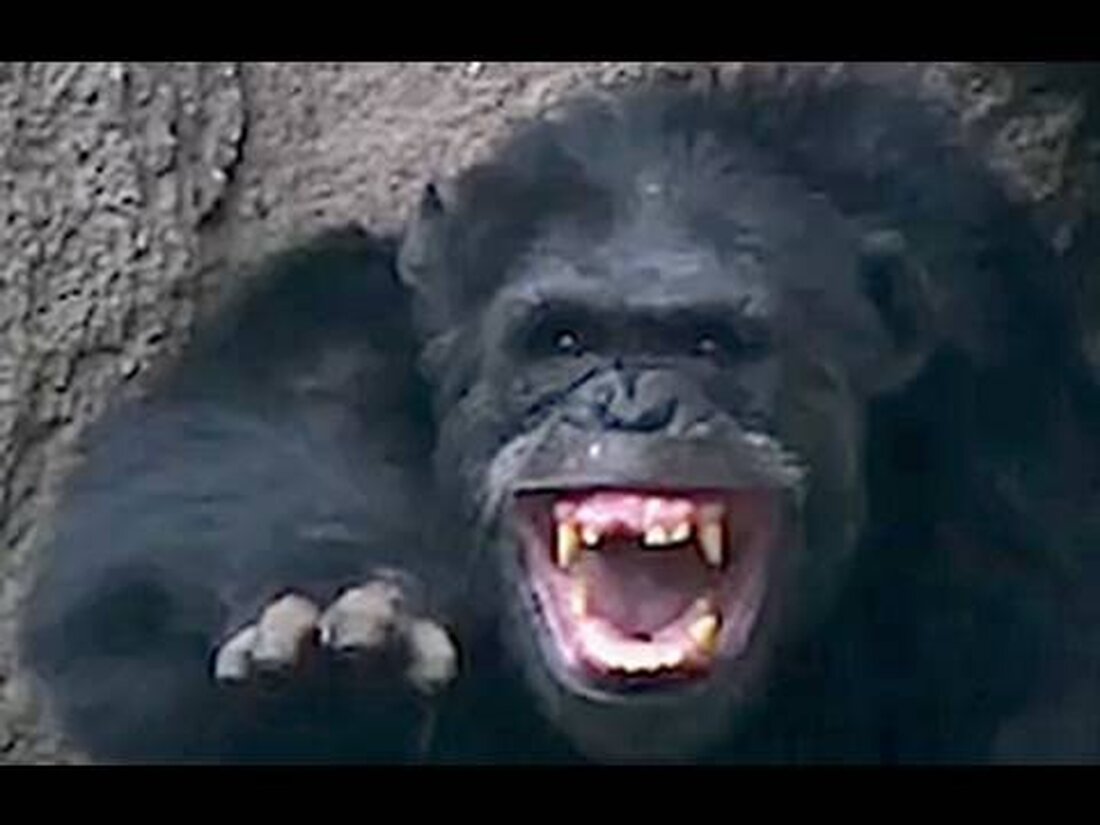Im Pongoland des Leipziger Zoos streiten sich zwei männliche Affen um eine Frau, die bereit ist, sich zu paaren. Es wird viel geschrien und beeindruckt, aber auch geschlagen und gebissen. Zwei Schimpansenaffen-Männchen kämpfen um ein Schimpansenweibchen. . Youtube-Link