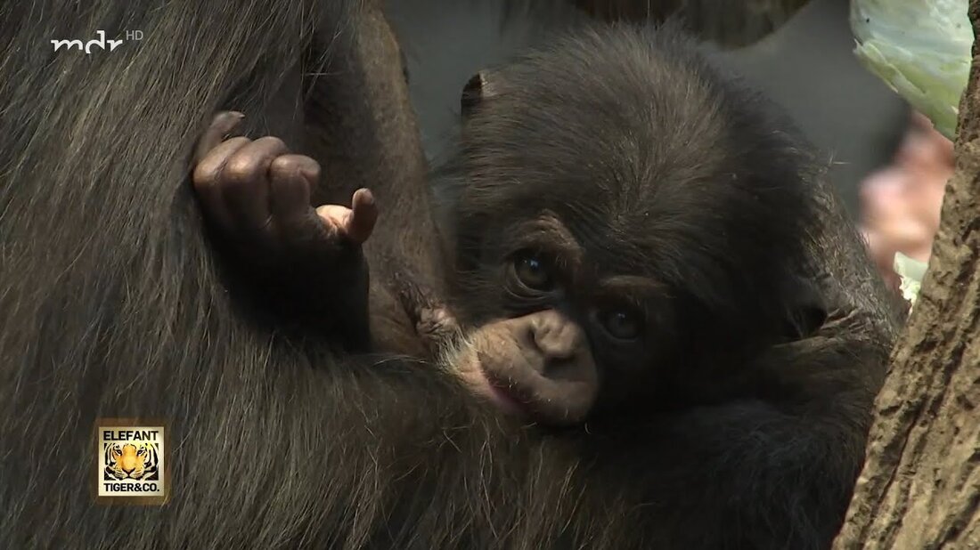 Gute Nachrichten aus dem Pongoland im Zoo Leipzig. Kurz vor Weihnachten brachte der Schimpanse Corri ein Junges zur Welt. Eine besondere Freude für Pfleger Daniel Geissler, denn mit 45 Jahren ist Corri bereits ein betagter Schimpanse und es ist sehr wahrscheinlich, dass dies das letzte Baby sein wird … . Youtube-Link