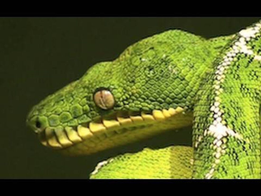 Als ich den Zoo besuchte, waren von Zeit zu Zeit ein paar Schlangen aktiv, von denen ich dieses Video gemacht habe. Dies sind einige Schlangen aus dem Leipziger Zoo. . Youtube-Link