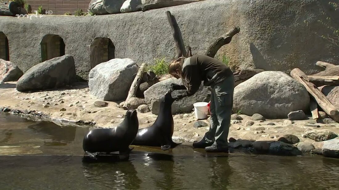 Bettina Hurgitsch und ihre Kollegen trainieren seit neun Monaten regelmäßig mit den Seelöwen im Leipziger Zoo. Der Schwerpunkt liegt auf der medizinischen Ausbildung. Jetzt möchte Bettina Hurgitsch mit den Seelöwen Sissi und Alice einen Rachenabstrich üben …. Youtube-Link