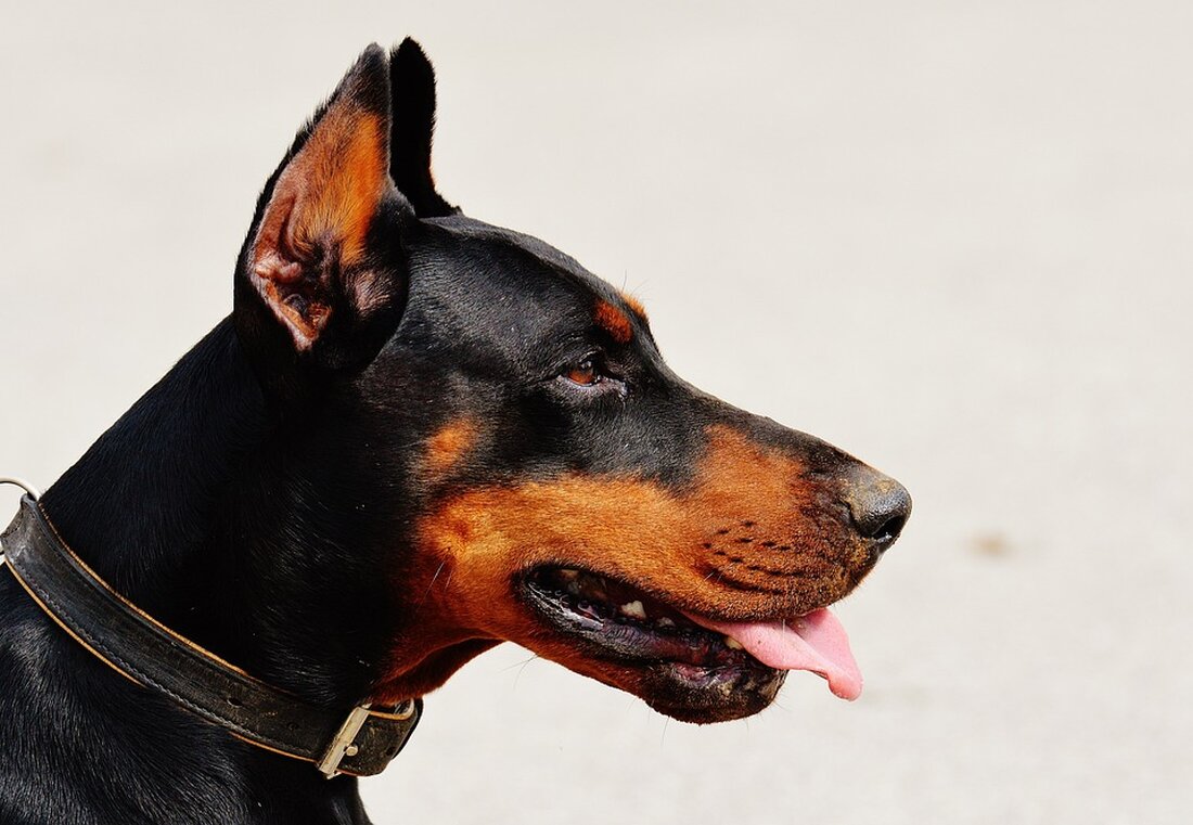Im Rems-Murr-Kreis wurde ein Reh von einem Hund gerissen. Die Polizei sucht Zeugen für den Vorfall. Details hier.