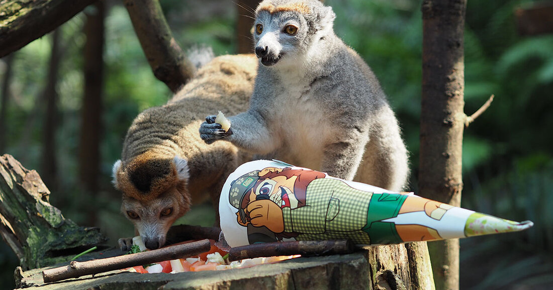 Schulanfänger-Wochenende im Zoo Leipzig &#8211; Tierisch-sportlicher Spaß für alle Erstklässler Am letzten sächsischen Ferienwochenende (27./28.08.2022) stehen alle Erstklässler im Mittelpunkt des Zoogeschehens und sind herzlich eingeladen, diesen besonderen Tag im Zoo zu verbringen. Bei verschiedenen Spielstationen und einer sportlichen Judo-Safari können sich alle noch mal austoben, bevor Mathe, Deutsch und Kunst Einzug in den Alltag halten. Begrüßt werden alle Schulanfänger am Zuckertütenbaum mit einem Gratiseis. Kronenmakipaar &#8222;Amber&#8220; und &#8222;Clyde&#8220; mit Zuckertüte im Gondwanaland © Zoo Leipzig Der Zoo Leipzig bietet an diesem Wochenende erstmals eine in Kooperation mit dem Deutschen Judo-Bund e. V. entwickelte Zoo-Safari mit fünf kreativen und sportlichen &hellip;