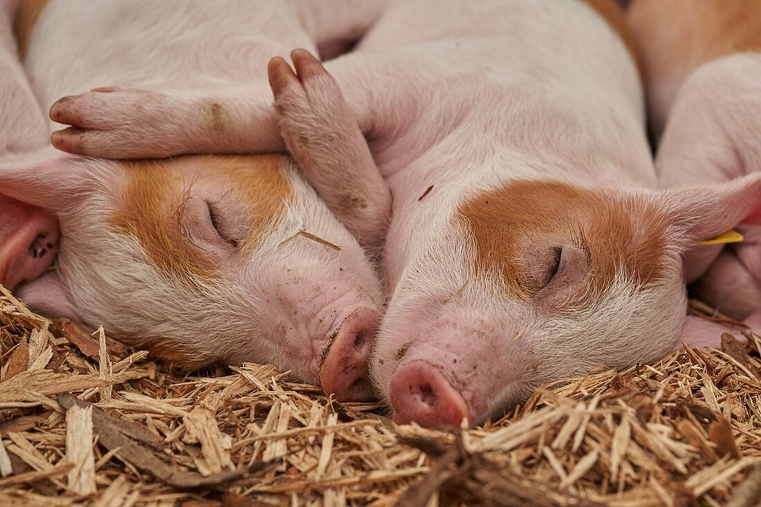 Polizisten und Anwohner in Berlin waren sich sicher: Sie haben einen Löwen gesichtet. Der entpuppte sich als Schwein. Wie kann das sein? Die Suche nach einem mutmaßlichen Löwen in Berlin hielt die Hauptstadt über zwei Tage hinweg in Atem. Hundert Polizisten waren teilweise mit Schutzschilden und Maschinenpistolen im Einsatz, ebenso ein Veterinärmediziner und der Berliner Stadtjäger. Anwohner wie Polizisten hatten Sichtungen des Tieres gemeldet. Nun stellte sich heraus: Den Löwen gab es offenbar nicht. Tatsächlich trieb wohl nur ein Wildschwein sein Unwesen am Stadtrand. Den Zeugen spielte womöglich die Psyche einen Streich. Die Psyche spielt uns öfter Streiche. Etwa, wenn …