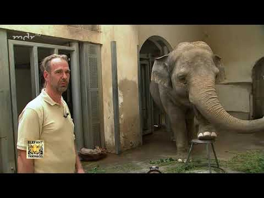 Für die Elefantenherde im Zoo Leipzig wird sich in den kommenden Monaten einiges ändern. Der Zoo will eine neue Herde aufbauen. Zunächst werden die Elefantenkühe Hoa und Trinh Leipzig verlassen und künftig im Zoo Neunkirchen leben. Der Abschied steht unmittelbar bevor, doch es gibt noch viel zu tun, bevor Hoa und Trinh auf Reisen gehen. Fußpflege für Hoa zum Beispiel … https://www.mdr.de/elefanttigerundco/index.html https://www.facebook.com/elefanttigerundco/. Youtube-Link