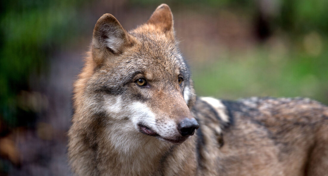 Wolf in der Gemeinde Dettingen unter Teck gesichtet In der Gemeinde Dettingen unter Teck im Landkreis Esslingen wurde ein Wolf gesichtet. Ein Fotofallenbild, das von der Forstlichen Versuchs- und Forschungsanstalt (FVA) in Freiburg am 12. August 2023 aufgenommen wurde, zeigt das Tier. Die Fachleute der FVA haben das Bild als sicheren Wolfsnachweis (C1) eingestuft. Leider kann aufgrund des Bildes keine Individualisierung des Wolfes vorgenommen werden. Es ist daher nicht bekannt, ob sich das Tier immer noch in der Region aufhält oder ob es bereits weitergewandert ist. Wölfe sind bekannt dafür, große Strecken zurückzulegen und können in einer Nacht bis zu …