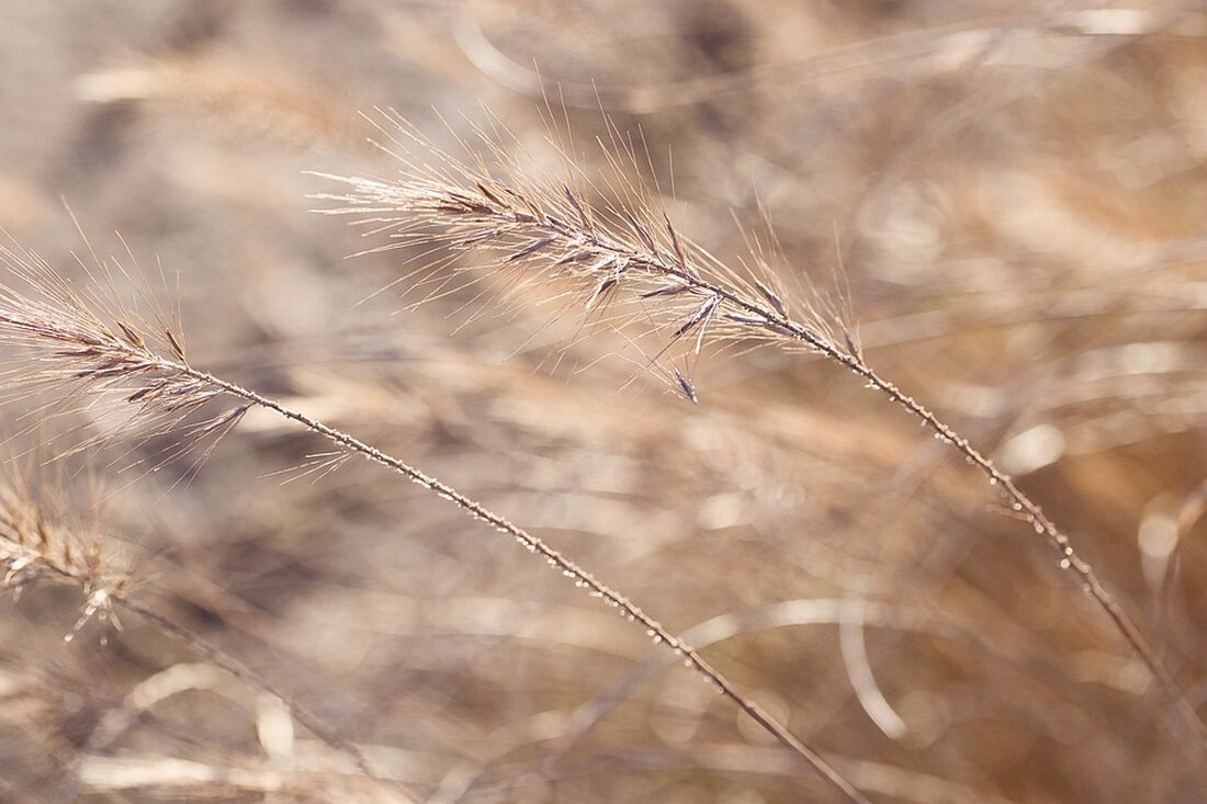 In Berlin und Brandenburg treffen milde Temperaturen auf herbstliche Winde. Experten analysieren die aktuellen Wetterphänomene.