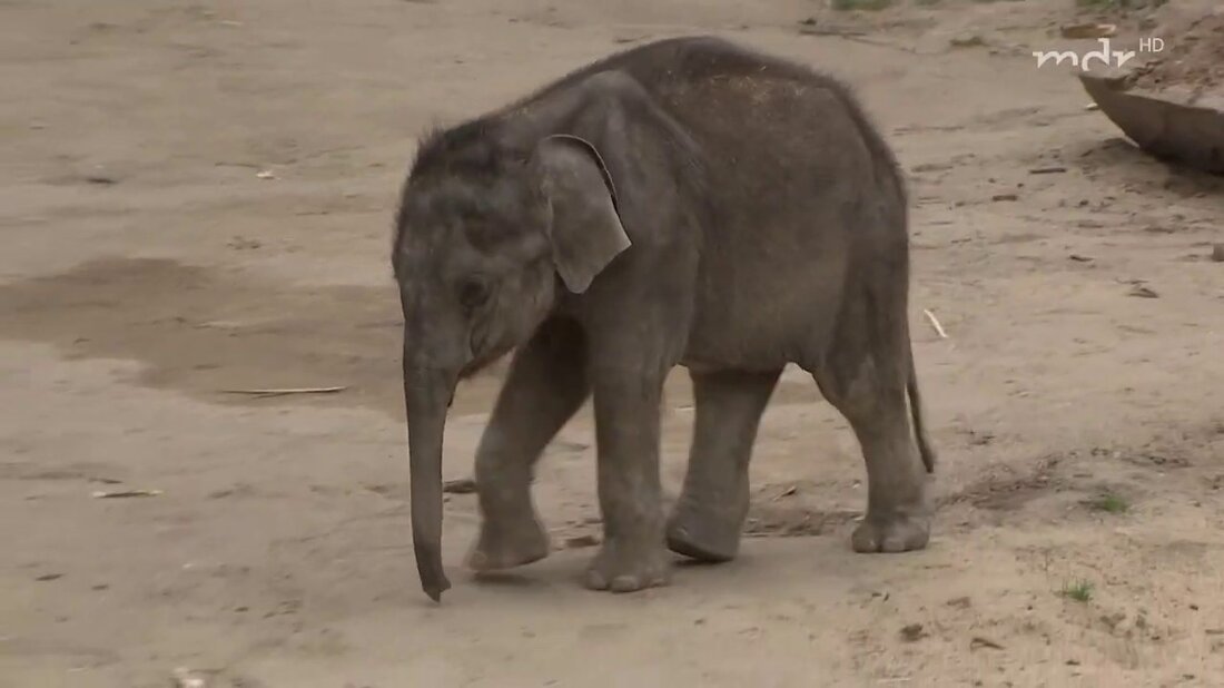 Kiran, dem jüngsten Kind im Elefantenhaus des Zoo Leipzig, geht es etwas besser. Nachdem das Sorgenkind in den letzten Wochen immer weniger wog, hat der kleine Bulle nun wieder ein paar Kilo zugelegt. Er liegt jetzt sogar über seinem Geburtsgewicht. Doch die Lage bleibt angespannt… https://www.facebook.com/elefanttigerundco/ mdr.de/etcstartklar . Youtube-Link