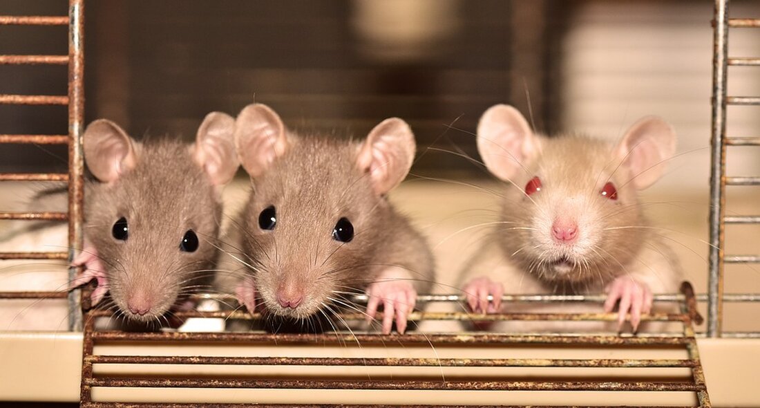 Das Bezirksamt plant eine Plakatkampagne auf Spielplätzen, um die Bevölkerung dazu zu ermutigen, Speisereste ordnungsgemäß zu entsorgen und das Füttern von Vögeln zu vermeiden, um die Anlockung von Ratten zu verhindern. Die Bezirksstadträte Oliver Schruoffeneger und Detlef Wagner werden die Kampagne am Dienstag, den 25. Juni 2024, um 16 Uhr auf dem Spielplatz am Klausenerplatz starten. Rattenbefall auf Spielplätzen führt immer wieder zu Sperrungen, wobei das unsachgemäße Entsorgen von Speiseresten oder Müll mitverantwortlich ist. Bezirksstadtrat Schruoffeneger betont die Bedeutung der korrekten Entsorgung, um Rattenbefall zu vermeiden. Auch Bezirksstadtrat Wagner warnt vor den gesundheitlichen Gefahren, die von Nagetieren ausgehen und appelliert …