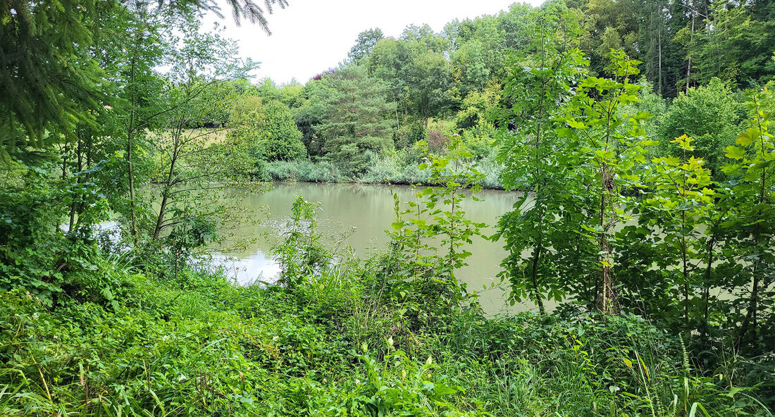 Das Naturschutzgebiet „Albeck“ in Sulz am Neckar und eine Steinkrebszucht in Löwenstein waren kürzlich das Ziel eines Besuchs der Staatssekretäre Gisela Splett und Andre Baumann. Dabei hoben sie die Bedeutung des Landes bei der Bewahrung der Natur und der Artenvielfalt hervor. Die beiden Staatssekretäre, Gisela Splett und Andre Baumann, besuchten am 29. September 2023 das Naturschutzgebiet „Albeck“ in Sulz am Neckar im Landkreis Rottweil sowie die Steinkrebszucht in Löwenstein im Landkreis Heilbronn. Beide Flächen befinden sich im Besitz des Landes, das regelmäßig natur- und klimaschutzwichtige Gebiete erwirbt. Hierbei arbeitet die Liegenschaftsverwaltung eng mit der Naturschutzverwaltung zusammen. Finanzstaatssekretärin Gisela Splett betonte, …