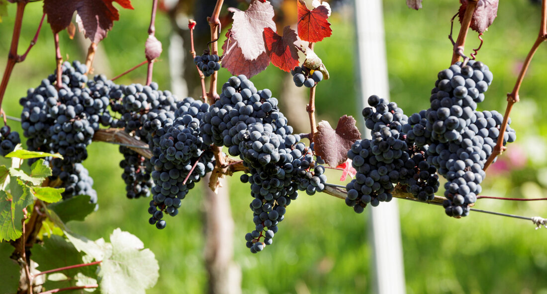 Weingut Dolde: Vorzeigeprojekt für nachhaltigen Weinbau in der Schwäbischen Alb Frickenhausen-Linsenhofen – Bei ihrem Besuch des Weinguts Dolde am 20. August 2024 zeigte sich Staatssekretärin Sabine Kurtz beeindruckt von den bemerkenswerten Fortschritten, die das Familienunternehmen im Bereich des nachhaltigen Weinbaus erzielt hat. Das Weingut, das in einer der höchstgelegenen Weinlagen Deutschlands rund um die Burg Hohenneuffen verwurzelt ist, steht exemplarisch für die Qualität und die Innovationskraft, die in der schwäbischen Weinproduktion stecken. Das Weingut Dolde, das im Nebenerwerb betrieben wird, hat sich nicht nur auf hochwertige Weine spezialisiert, sondern auch auf die Verarbeitung von Obst aus Streuobstwiesen. Besonders herausragend ist …