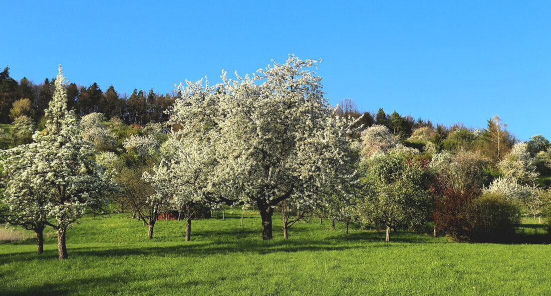 Der 18. Landesweite Streuobsttag Baden-Württemberg fand in diesem Jahr unter dem Motto „Streuobst im Klimawandel“ statt. Über 200 Vertreterinnen und Vertreter aus der Streuobst-Branche trafen sich in Stuttgart-Hohenheim, um sich zu vernetzen und auszutauschen. Dabei stand der Erhalt und die Bewirtschaftung der artenreichen Streuobstwiesen im Fokus. Die Staatssekretärin im Ministerium für Ernährung, Ländlichen Raum und Verbraucherschutz, Sabine Kurtz, betonte die Bedeutung des Engagements der Akteure im Land und der Kommunen für den Erhalt der Streuobstbestände. Der Austausch bei diesem Streuobsttag lieferte wichtige Impulse für einen zukunftsfähigen Streuobstbau in Zeiten des Klimawandels. Zu den Themen des Streuobsttages gehörten aktuelle Entwicklungen in …