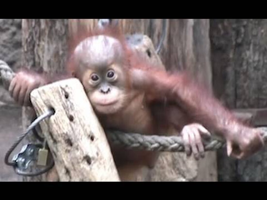 Die Orang-Utan-Babys im Leipziger Pongoland machen ihre ersten Ausflüge in den Zoo und klettern im Gehege herum. Habe Spaß! Die jungen Orang-Utans spielen und klettern im Pogoland Zoo Leipzig. . Youtube-Link