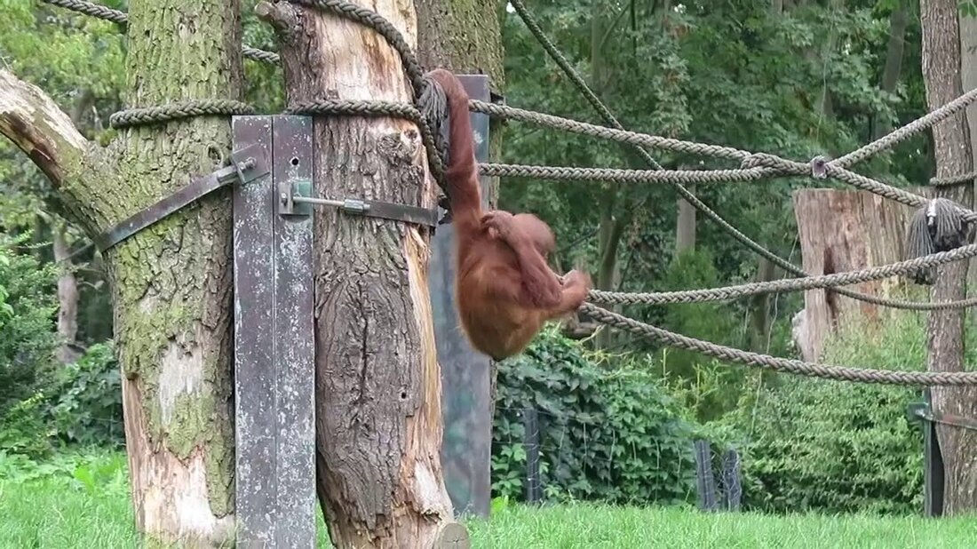 Anlässlich des Welt-Orang-Utan-Tages am 18. August widmen sich der Zoo Leipzig und der Förderverein diesen zauberhaften Tieren, die leider ebenfalls vom Aussterben bedroht sind. . Youtube-Link
