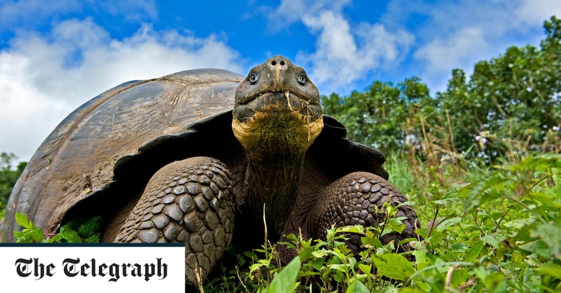 Staatsanwälte in Ecuador untersuchen den Tod von vier Galapagos-Riesenschildkröten, von denen sie befürchten, dass sie getötet und gefressen wurden. Die Überreste der vom Aussterben bedrohten Tiere wurden in einem Nationalpark auf Isabela, der größten Insel des Galapagos-Archipels, entdeckt. Die Jagd auf die einst als Delikatesse geltende Art ist seit 1933 verboten und wird mit bis zu drei Jahren Gefängnis geahndet. Aber in den letzten zwei Jahren wurden mehr als ein Dutzend getötet. Beweise deuteten darauf hin, dass sie wegen ihres Fleisches getötet worden waren. Im September 2021 fanden Parkwächter die Überreste von 15 Riesenschildkröten der Sierra Negra auf Isabela, was &hellip;
